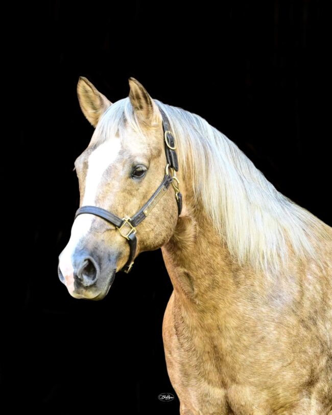 suzanne-myers-performance-horses