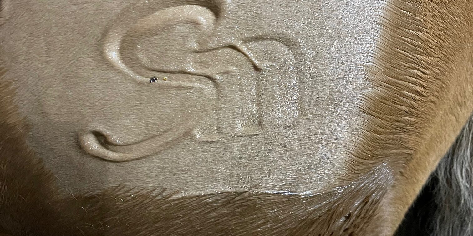 IMG_5696 suzanne-myers-performance-horses