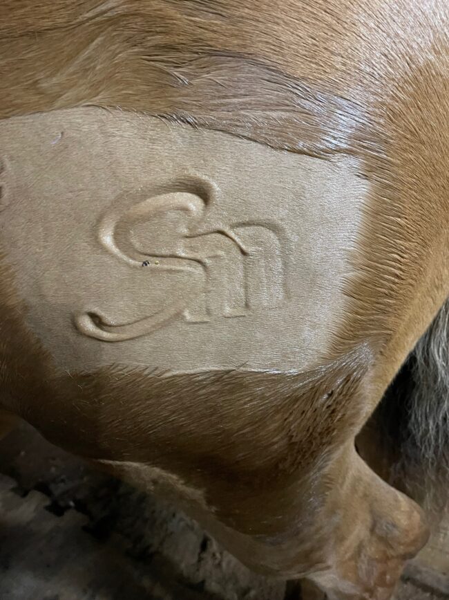 suzanne-myers-performance-horses