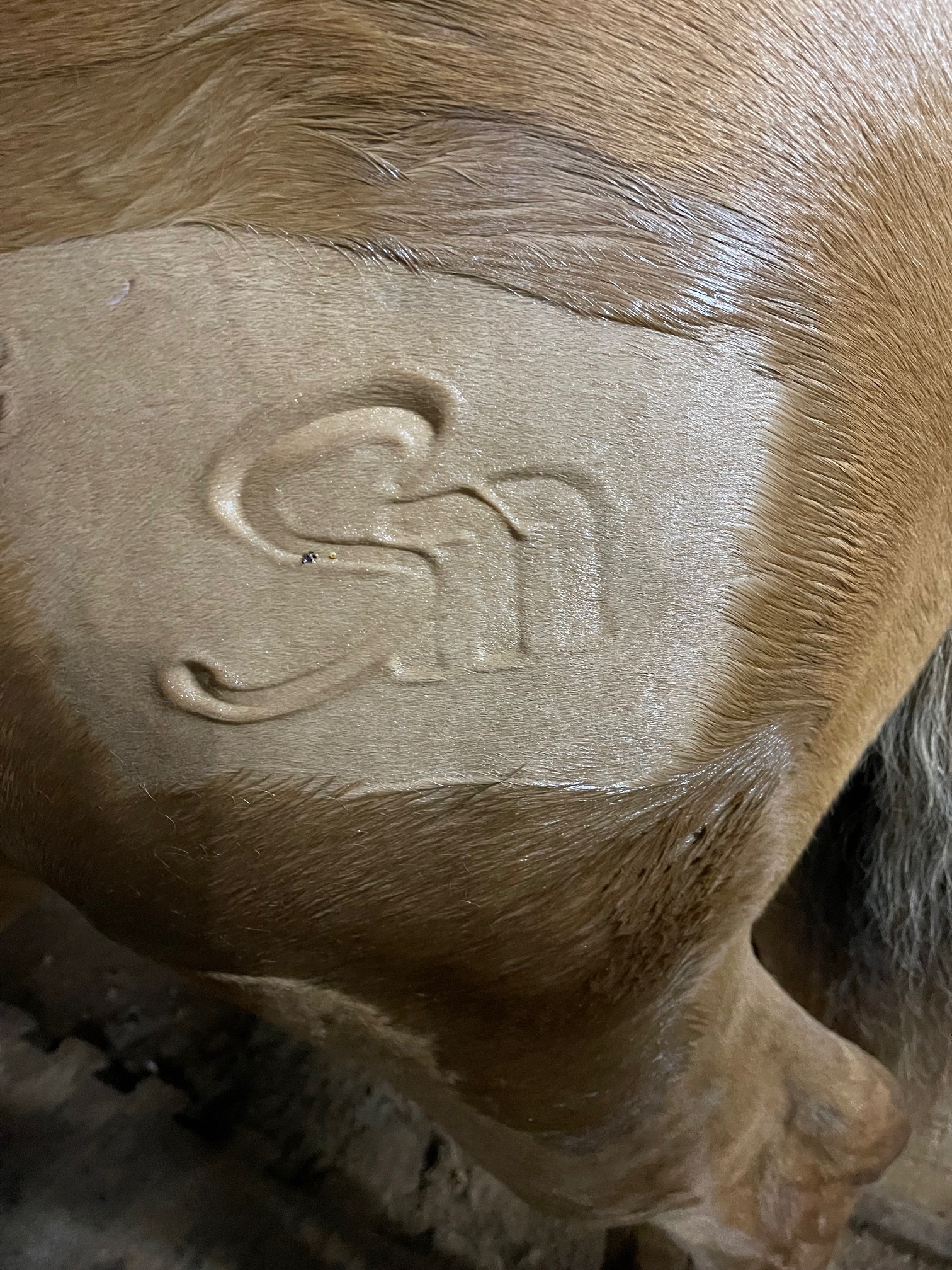 suzanne-myers-performance-horses