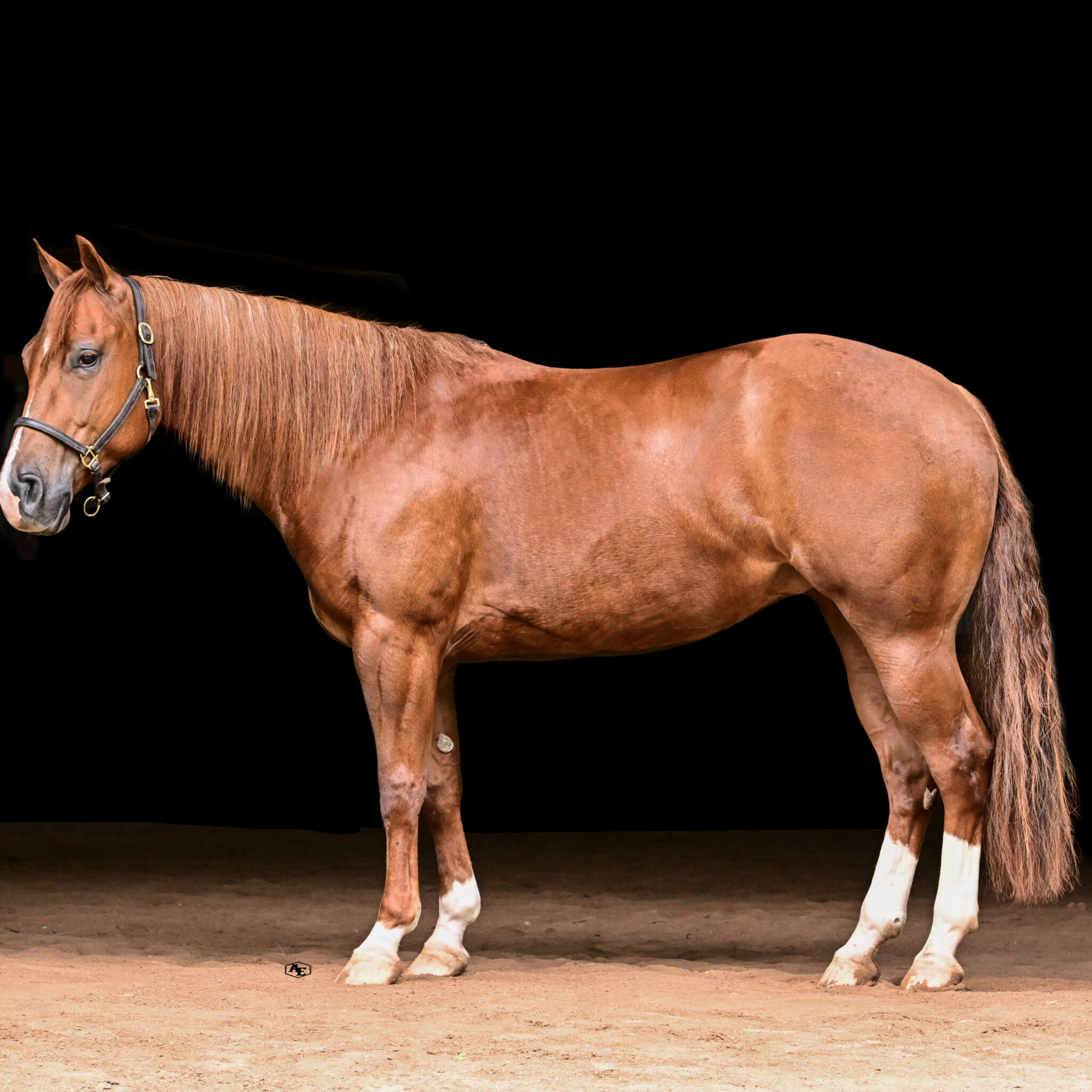 suzanne-myers-performance-horses