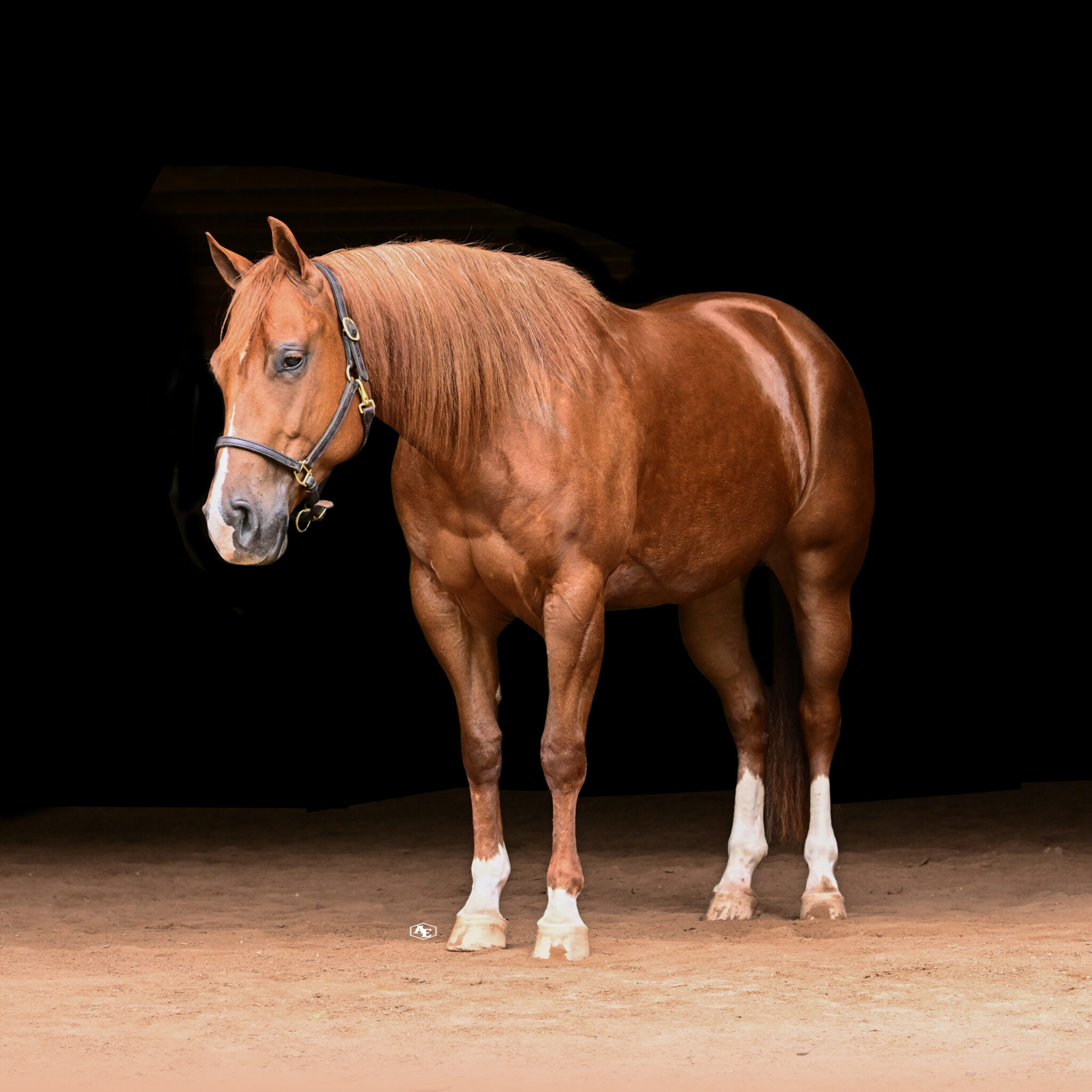 suzanne-myers-performance-horses