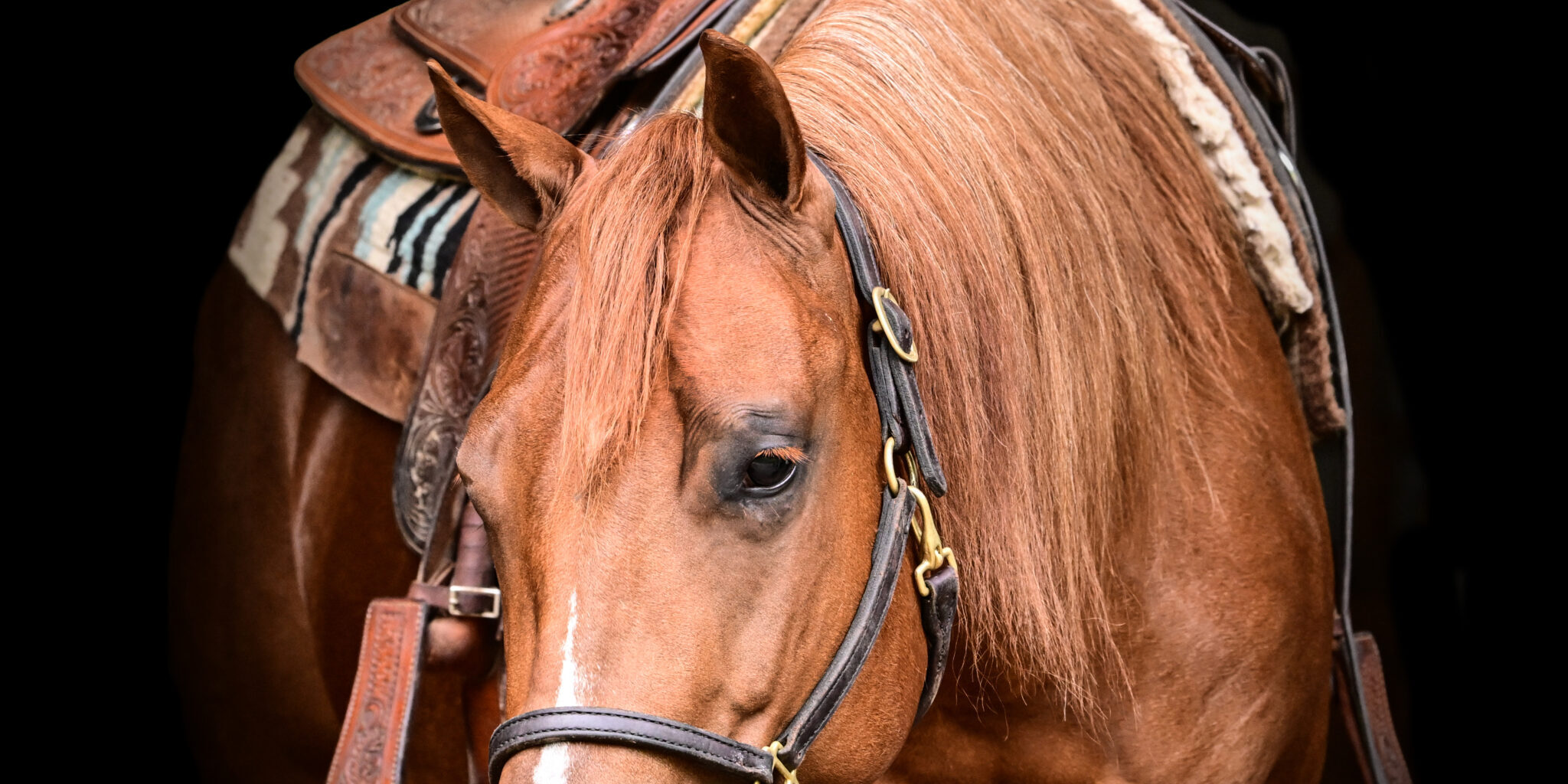 suzanne-myers-performance-horses