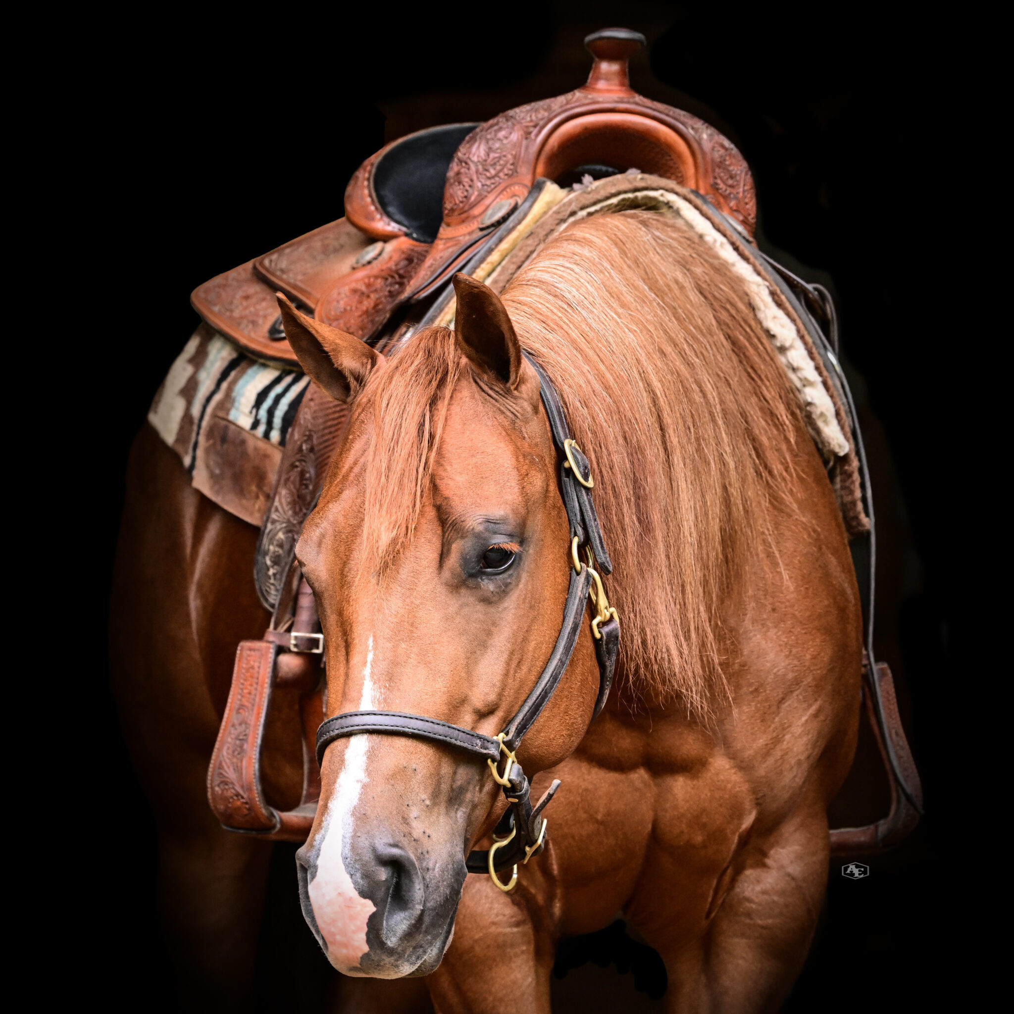 suzanne-myers-performance-horses