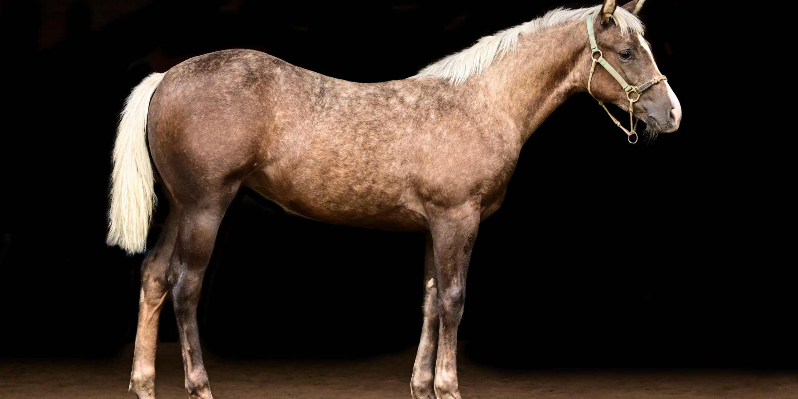 SM_3752-Side suzanne-myers-performance-horses