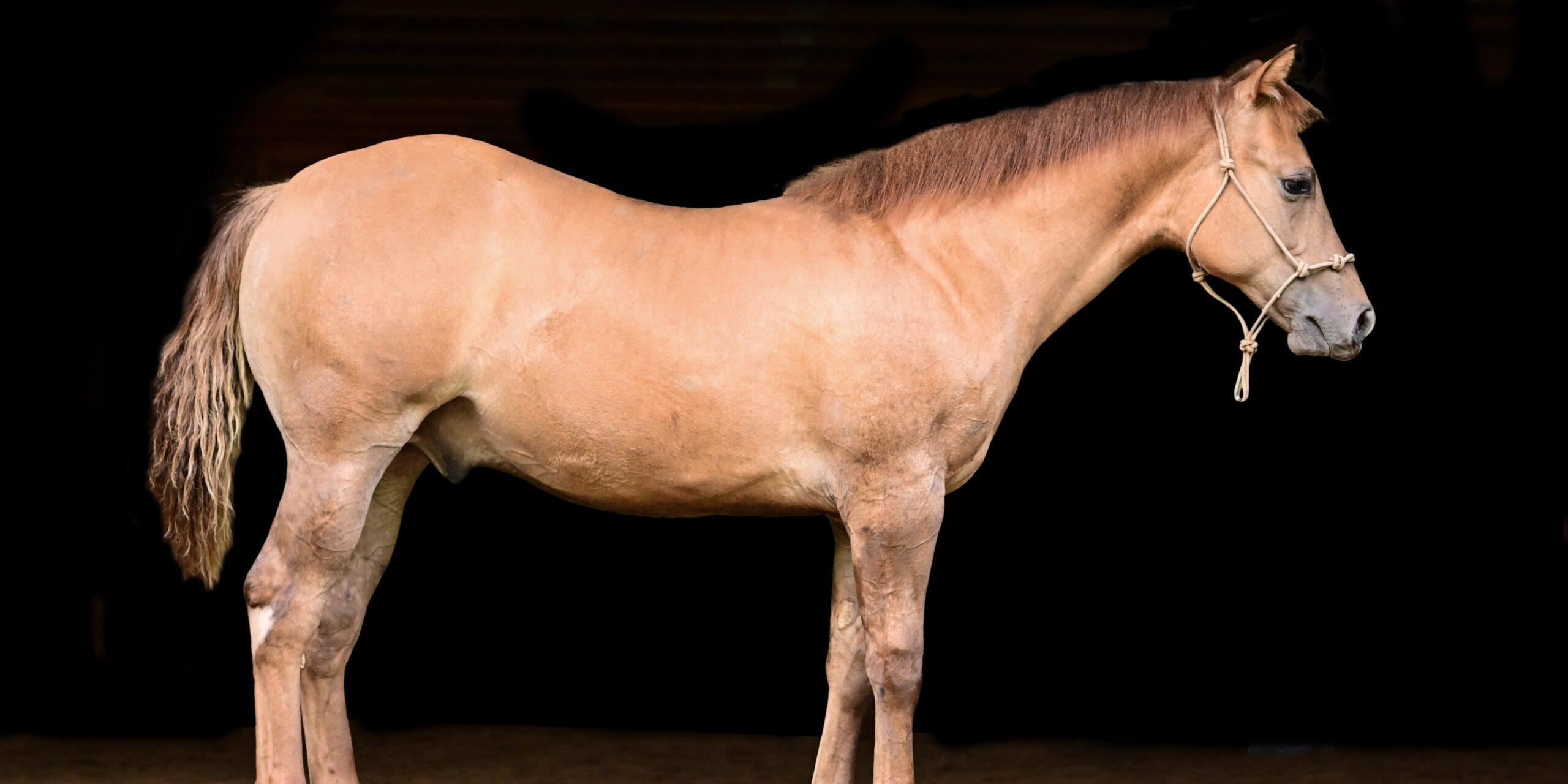 suzanne-myers-performance-horses