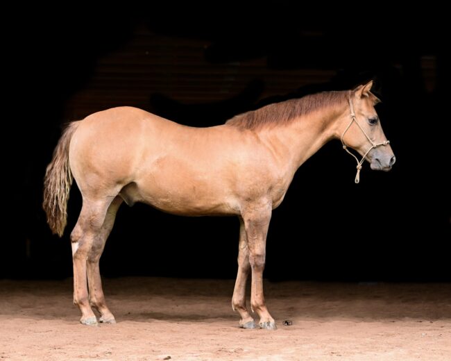 suzanne-myers-performance-horses